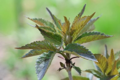 Sambucus nigra 'Black Tower' - bez černý 'Black Tower' - jarní výhonky
